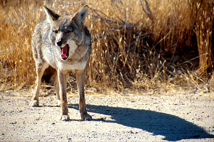 Coyote, Canis latrans