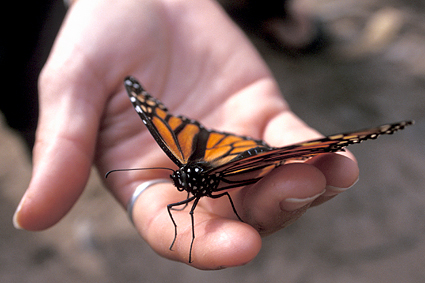 Over-wintering Monarch butterfly, Danaus plexippus 